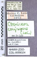 Etiketten zu Brownia conjungens (LeConte, 1853) (NHMW-ZOO-COL-0008324)